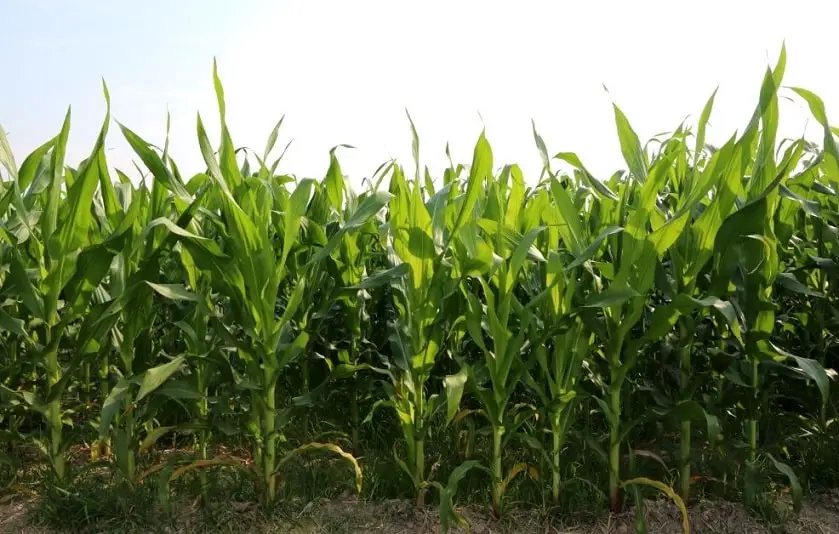 corn field